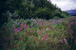 A picture of some fireweed off of the Elliott Highway on our way to Manley Hot Springs.